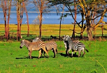 Tanzania - Safari Honeymoons